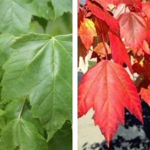 red maple leaves (green and red)(© 2016 Brenna Anstett / LEAF)