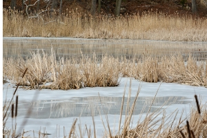 Pond frozen over(© 2016 Lillian Natalizio / LEAF)