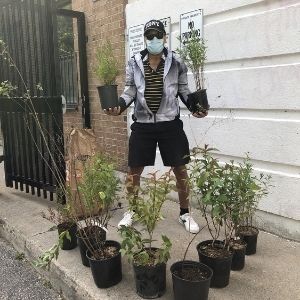 Man holding two shrubs(© 2020 Lianna Lopez / LEAF)