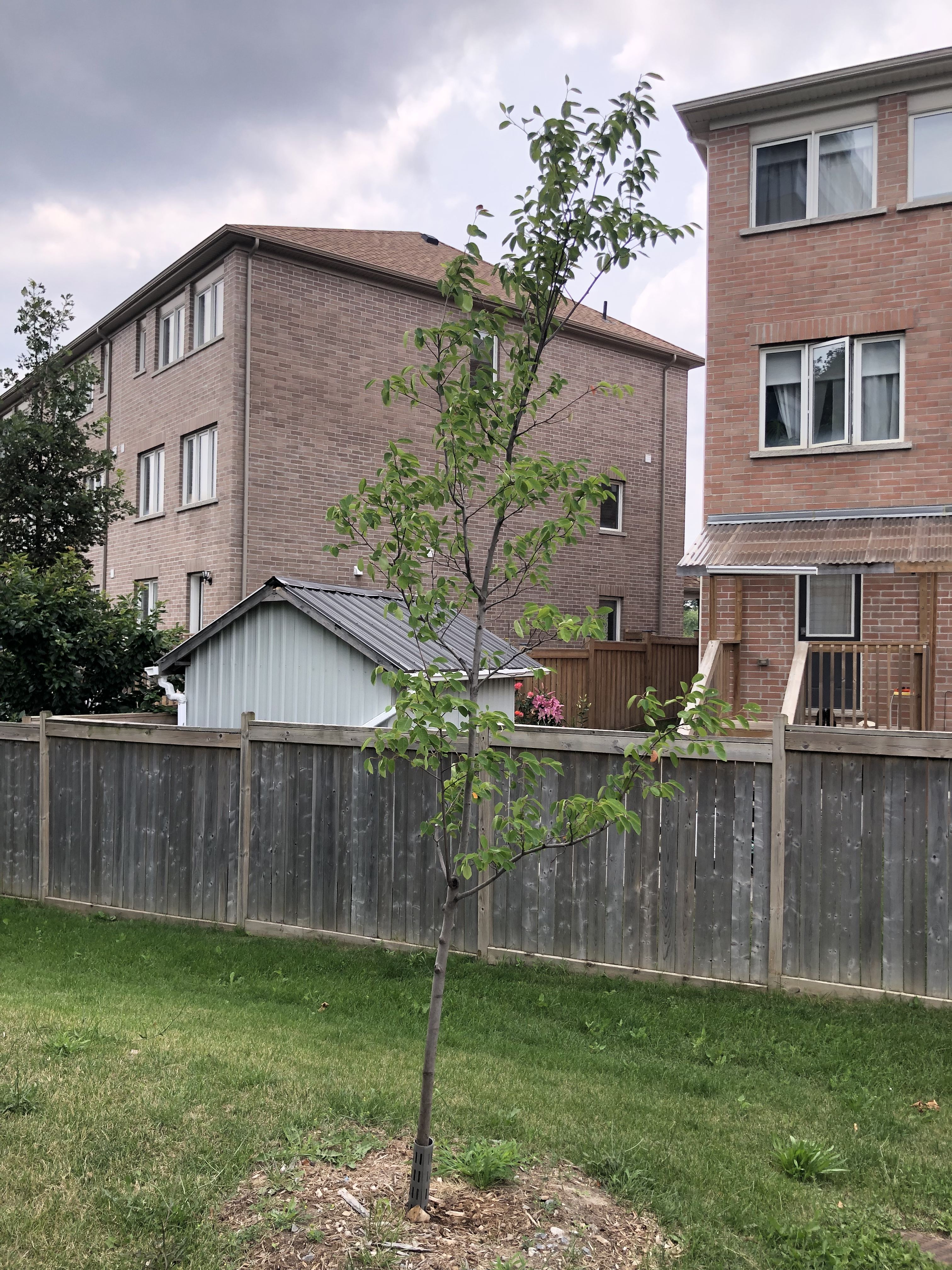  Serviceberry tree located at Abayomi’s property.  (© 2023 LEAF)