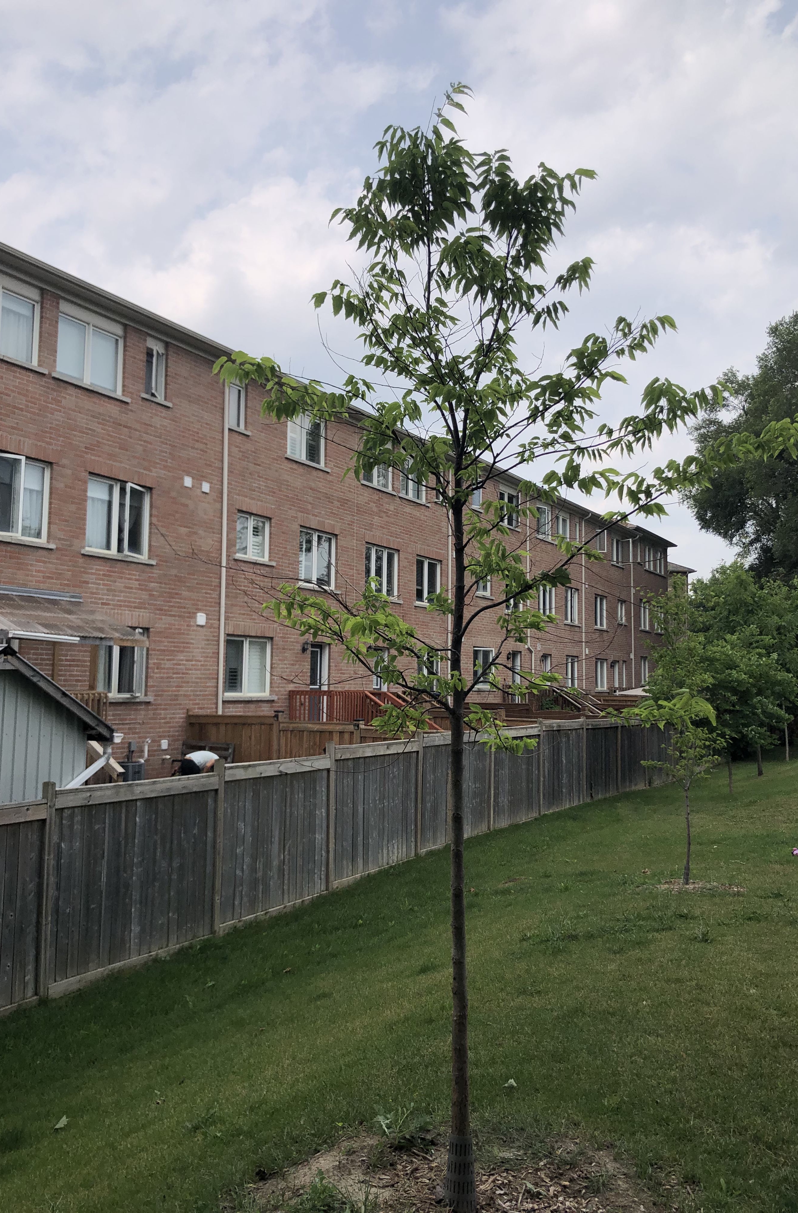 Hackberry tree planted at Abayomi’s property.  (© 2023 LEAF)