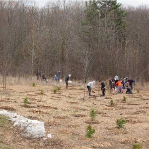 The naturalized area in Meander Park after the planting event(© 2019 Lillian Natalizio / LEAF)