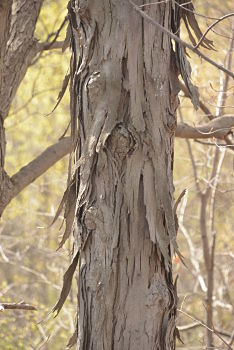 © 2017 David Slaughter/LEAF(© 2017 David Slaughter/LEAF)