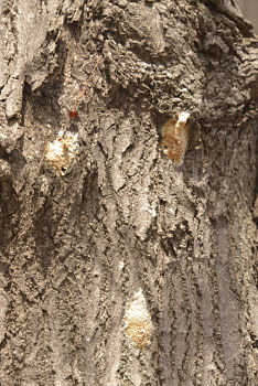 © 2017 David Slaughter/LEAF(© 2017 David Slaughter/LEAF)