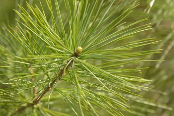 © 2017 David Slaughter/LEAF(© 2017 David Slaughter/LEAF)