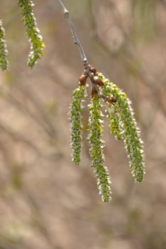 © 2017 David Slaughter/LEAF(© 2017 David Slaughter/LEAF)