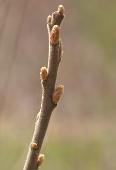 © 2017 David Slaughter/LEAF(© 2017 David Slaughter/LEAF)