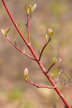 © 2017 David Slaughter/LEAF(© 2017 David Slaughter/LEAF)