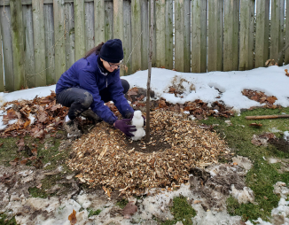 © 2019 Adriana Rezai-Stevens / LEAF LEAF staff member planting a tree in the late fall with snow on the ground