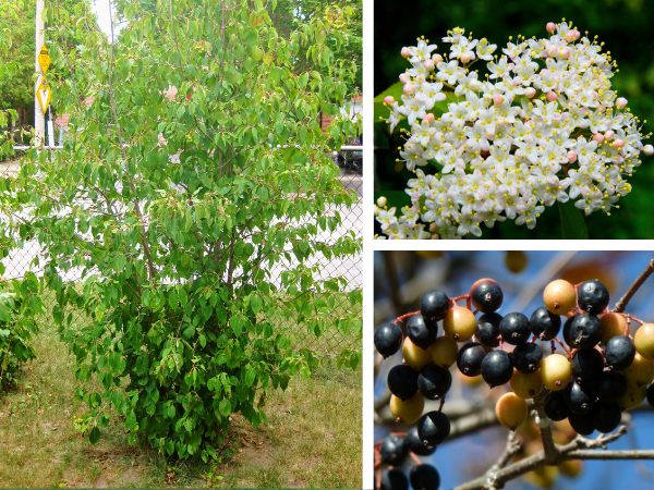Nannyberry form, flowers, and drupes(©2015 Brenna Anstett / LEAF, TOP-RIGHT: ©2010 Dan Mullen / CC BY-NC-ND 2.0, BOTTOM-RIGHT: ©2013 Wendell Smith / CC BY 2.0)