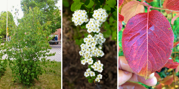 Nannyberry: form, flowers and autumn leaf colour(© 2015/2016 Brenna Anstett / LEAF)