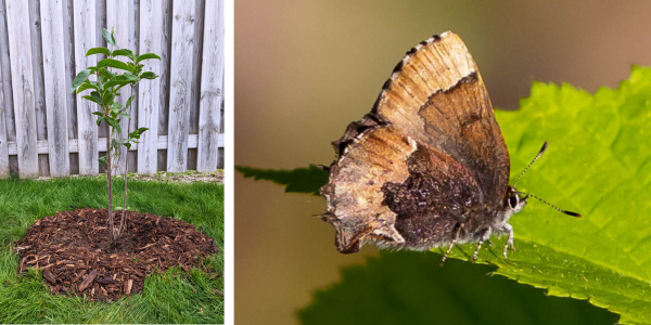 Left: newly planted nannyberry shrub. Right: Henry's elfin butterfly (© 2024 LEAF)