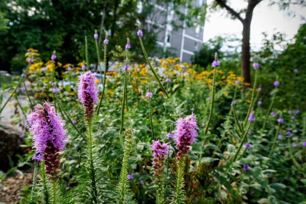 native flower garden with a honey locust tree in the background(© 2020 Kanchan Maharaj / LEAF)