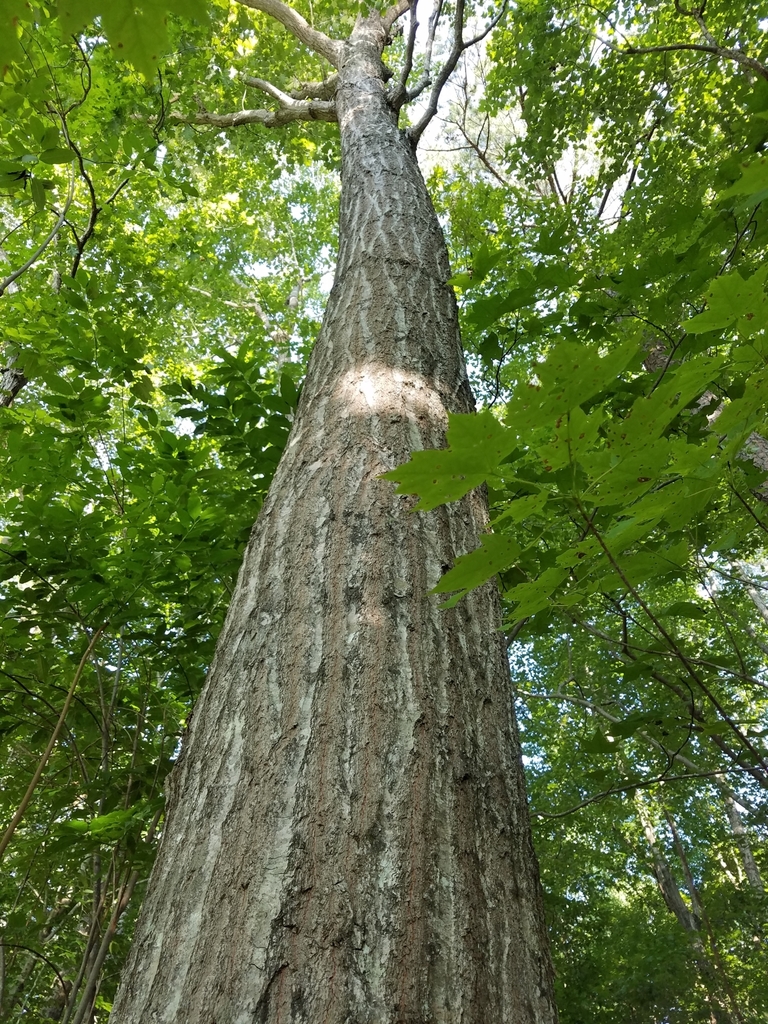 Northern Red Oak is a host plant to 436 caterpillar species.(© 2024 LEAF)