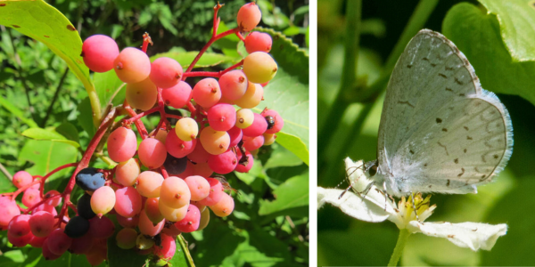Left: Northern wild raisin drupes, Right: summer azure butterfly(© 2024 LEAF)