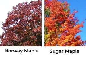 Norway maple vs sugar maple(© 2017 Wedgewood in Seattle History & 2016 Brenna Anstett / LEAF)