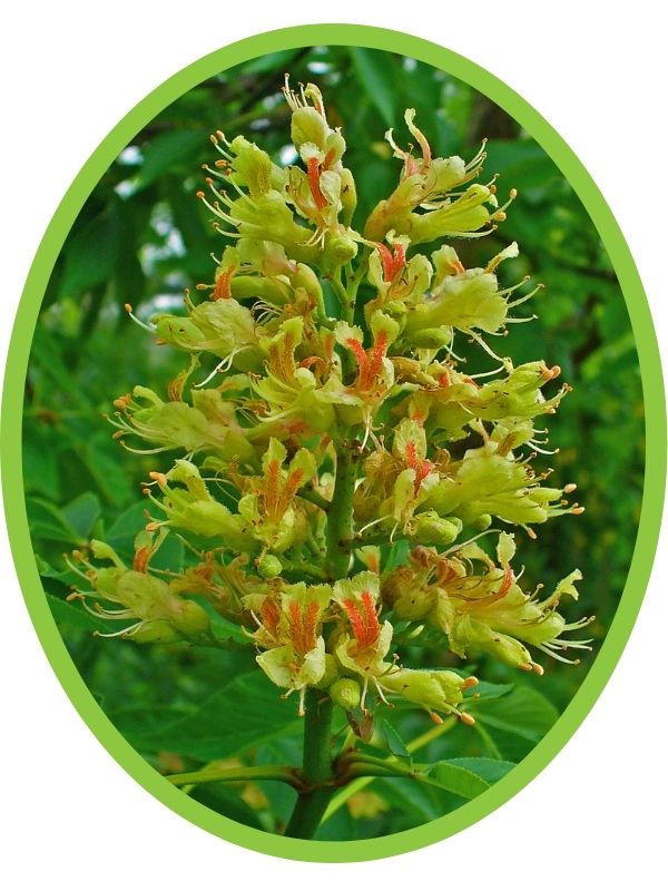 Ohio buckeye flowers(© 2015 H. Zell)