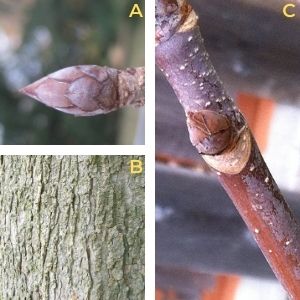Collage of Ohio buckeye features