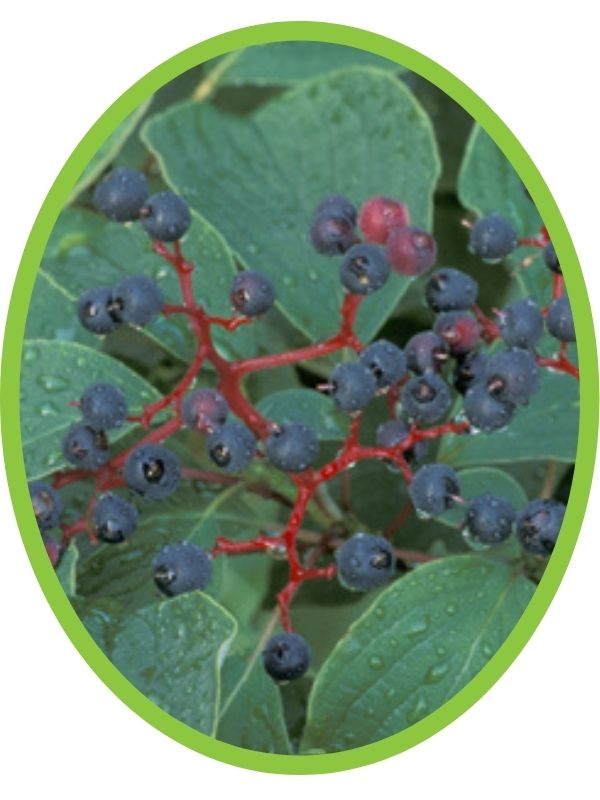 Pagoda dogwood berries