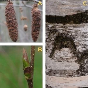 Collage of paper birch features