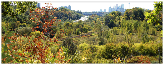 © City of Toronto(© City of Toronto)