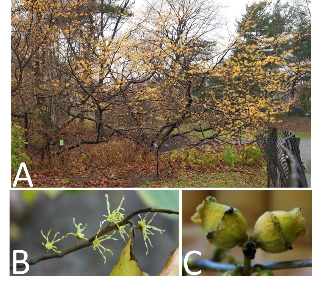 Common witchhazel shape, flowers and fruit(© 2012 Downtowngal; 2016 Brenna Anstett / LEAF)