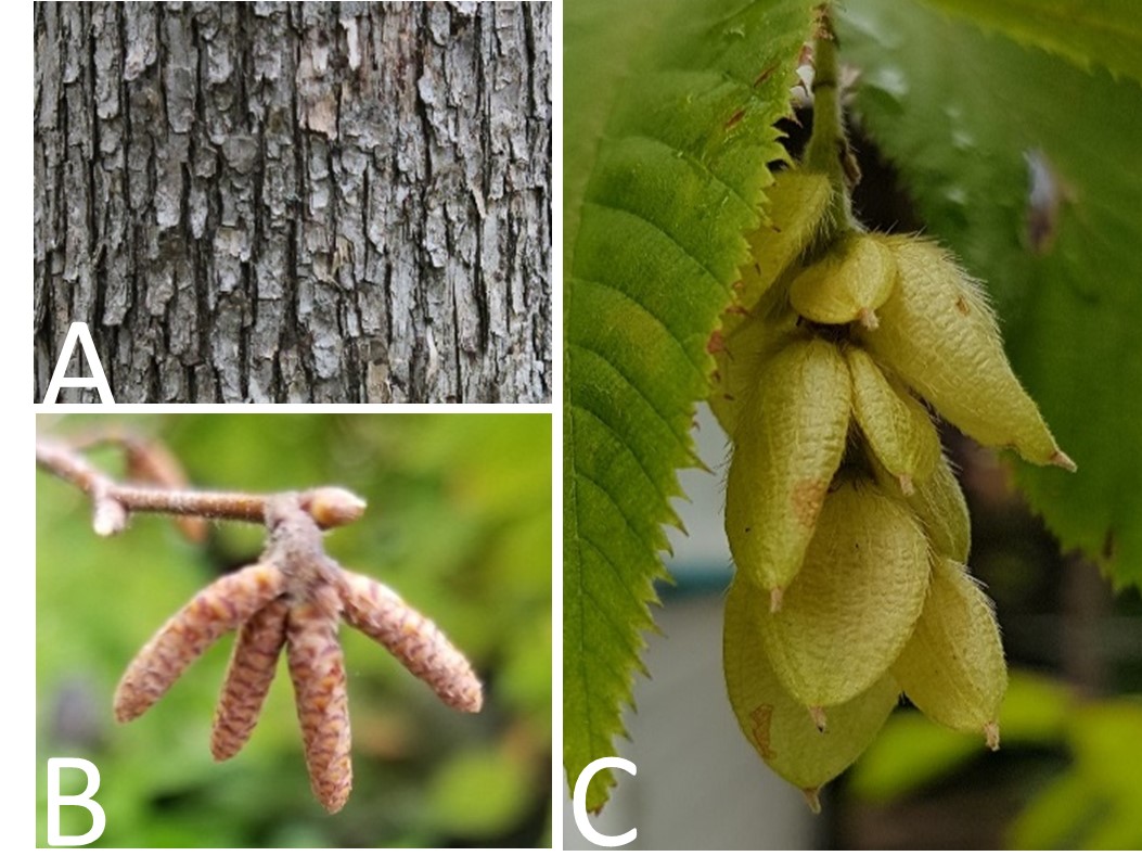 Ironwood bark, flower and fruit(©2016 Brenna Anstett / LEAF; 2020 Brenna Anstett / LEAF; 2019 Adriana Rezai-Stevens)