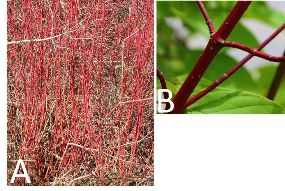 red osier dogwood bark(© 2015 Brenna Anstett / LEAF)