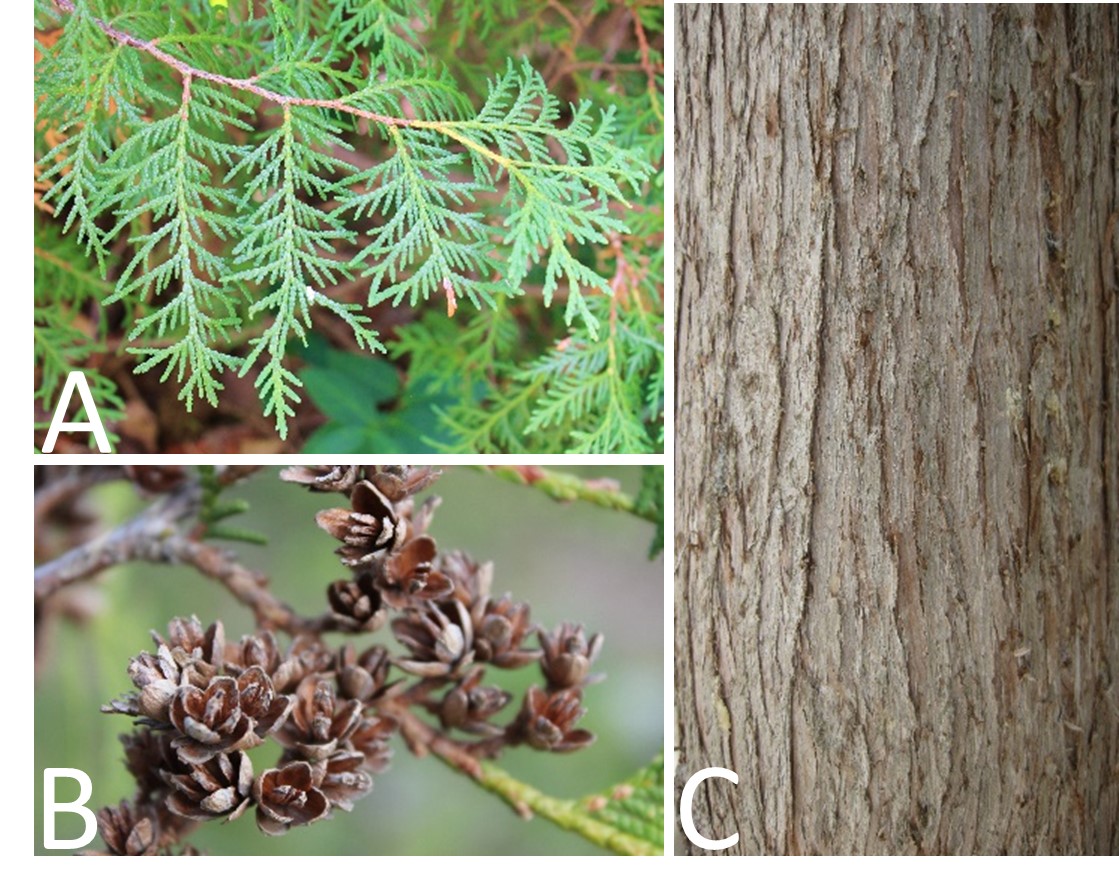 Eastern white cedar leaves, cones and bark(© 2016 Brenna Anstett / LEAF)