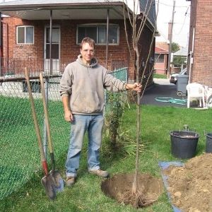 Young tree in a hole, ready to be planted in a backyard(© LEAF)