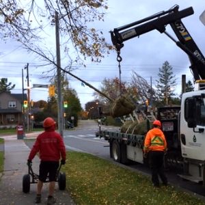 Lifting a tree to be planted with a crane(© 2018 Janet McKay / LEAF)