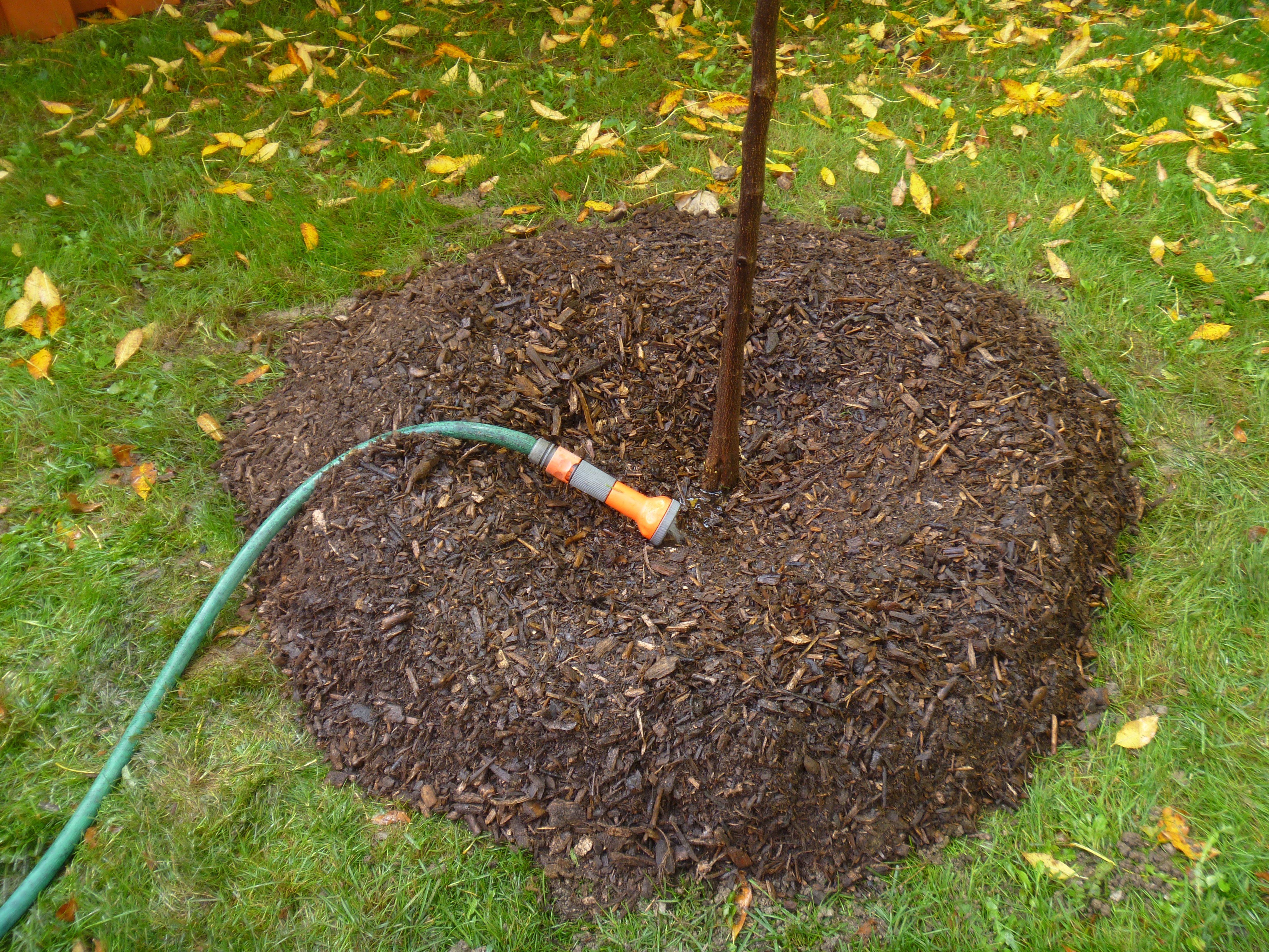 proper water technique using a hose on slow drip(© 2011 Mark Sherman / LEAF)