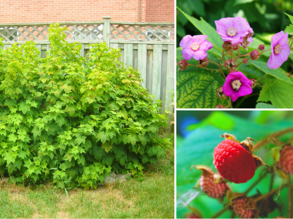 Purple Flowering Raspberry form, flowers and fruit(© 2023 LEAF)