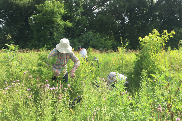 Volunteers removing invasive plants(© 2022 Sarah Halonen / LEAF)