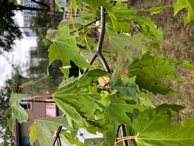 wilting leaves on a tree(© 2019 Sheila Scholl)