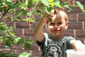 Boy picking serviceberry fruits(© Colleen Cirillo)