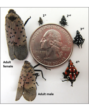 SLF Lifecycle showing instar stages and adult forms. (© 2022 