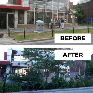 Before and after photo of Spadina garden