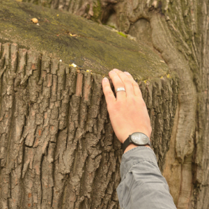 © 2017 David Slaughter Instructor's hand points to damage on a tree(© 2017 David Slaughter)