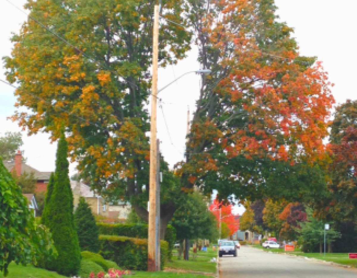 © 2018 LEAF A mature maple tree with a large hole pruned through the middle of the canopy to accommodate an elevated utility line. © 2018 LEAF