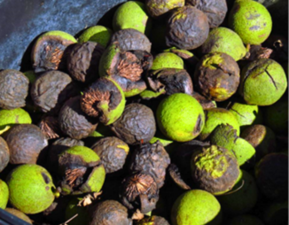 CC BY-SA 2.0 Fresh green hulls of black walnuts sit beside the darker, softened ones that are ideal for extracting pigment.