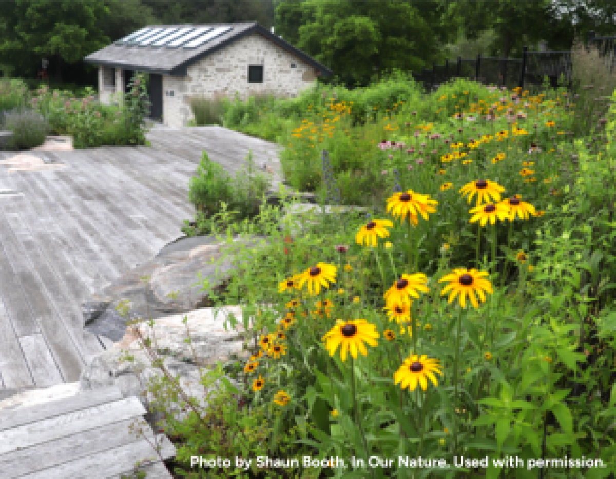 a professionally designed native plant garden