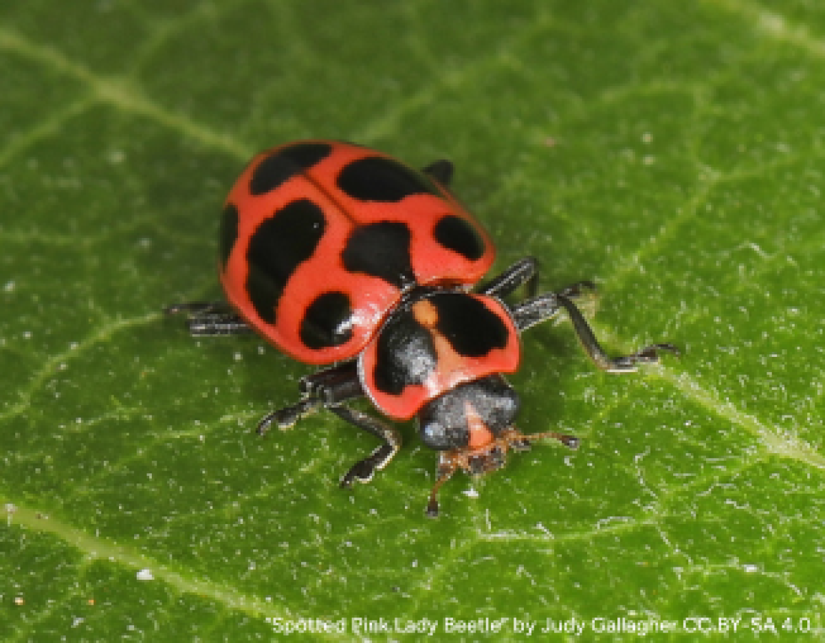 Pink spotted lady beetle