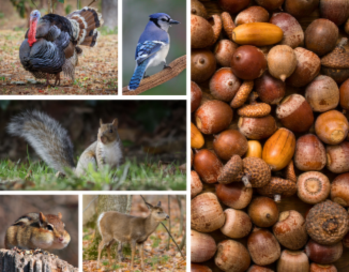 Composite image with acorns on one side and animals that eat them on the other, including a wild turkey, blue jay, gray squirrel, chipmunk and deer.
