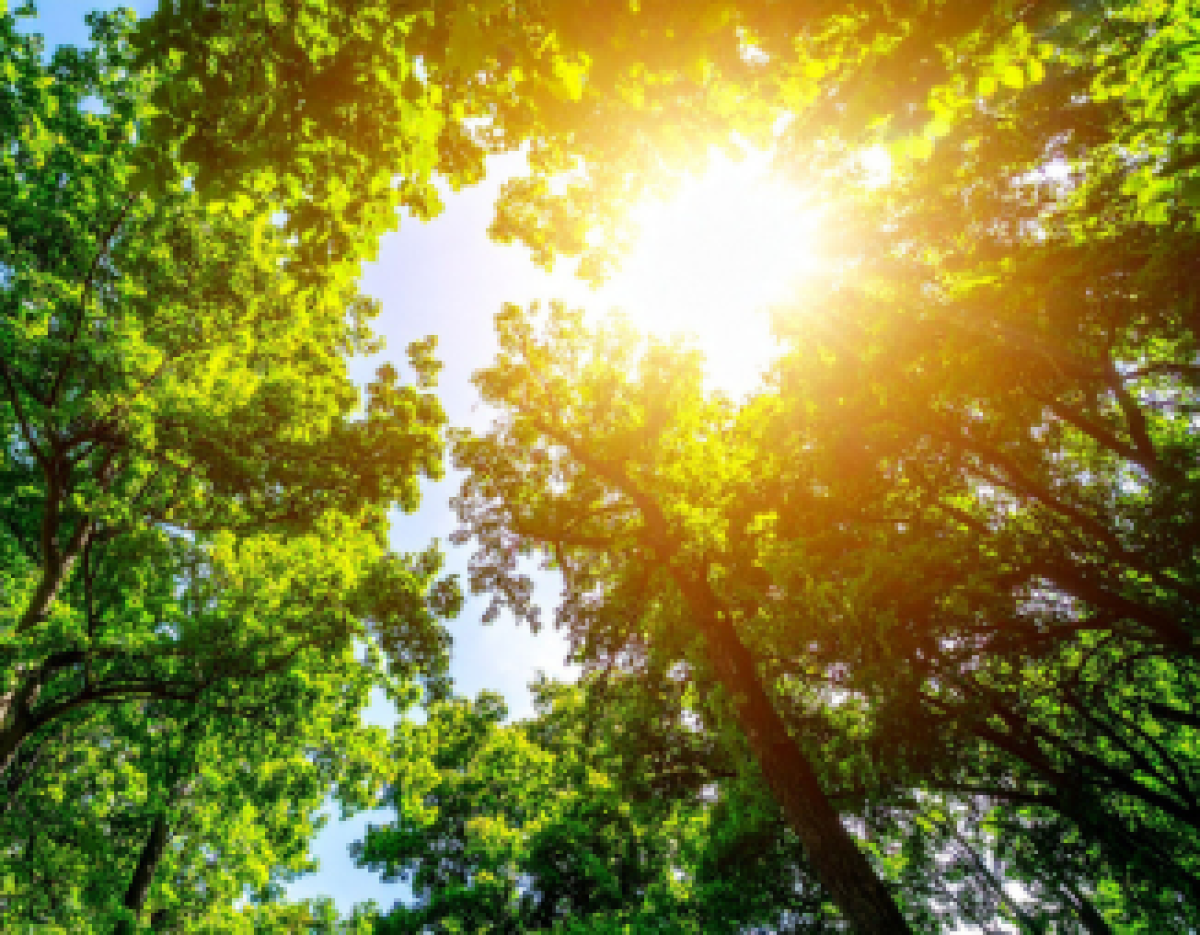 © 2025 LEAF via Canva sunlight shining through tree canopy
