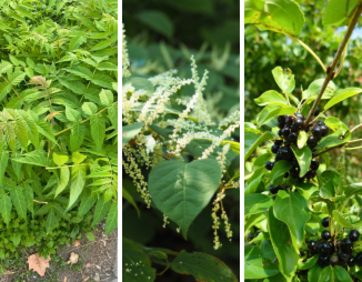 collage of tree of heaven, Japanese knotweed and common buckthorn