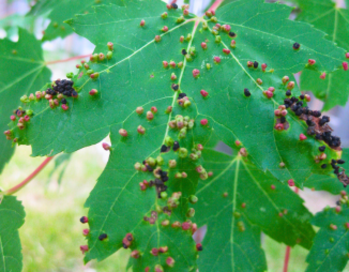 freeman maple leaf with visible galls