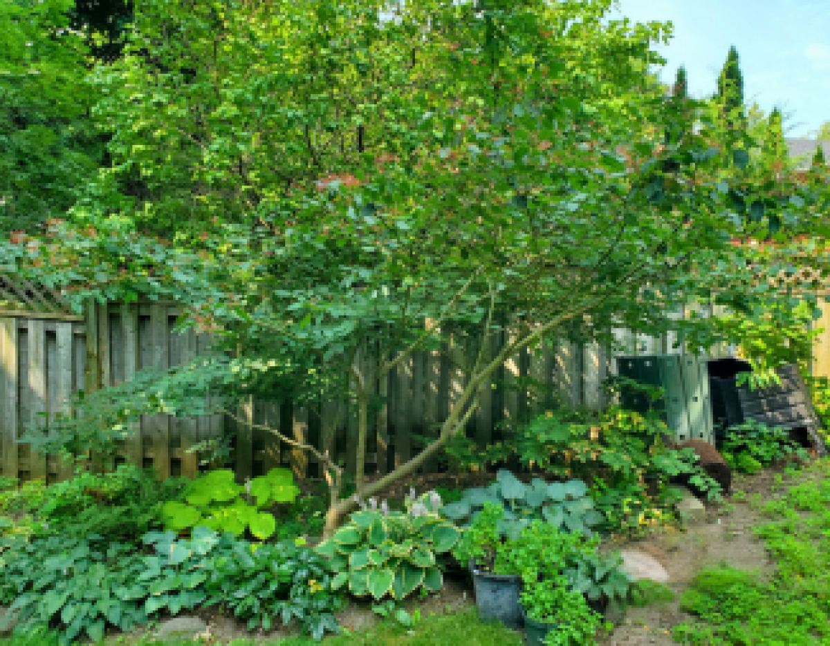 A mature pagoda dogwood tree, a perfectly sized tree for hesitant landlords or those with small spaces.