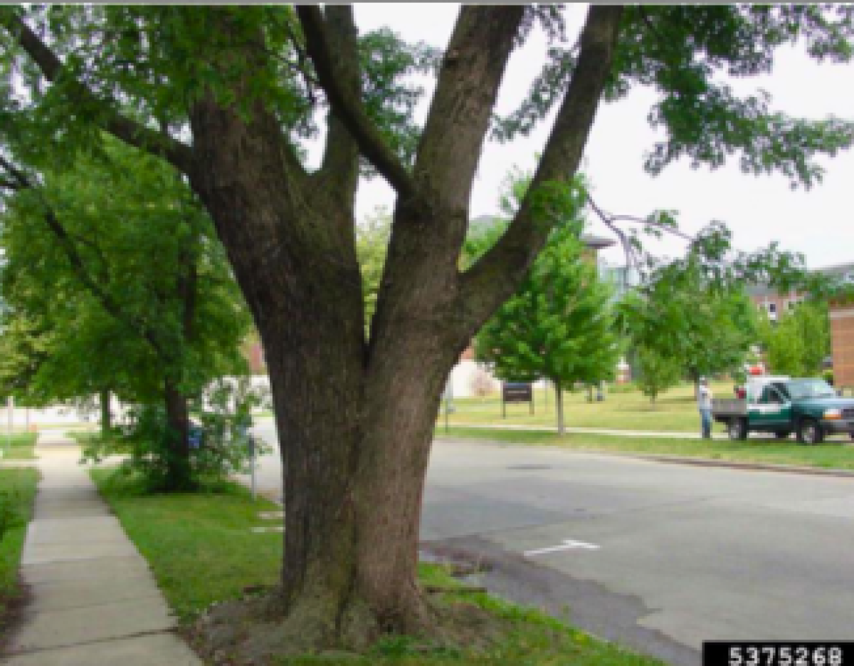 ©2008 Andrew Koeser Mature tree with two co-dominant stems