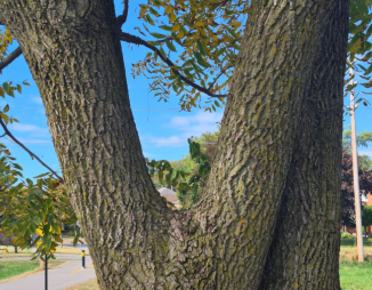 mature tree with co-dominant branches